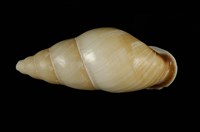 藏品(美嬌蝸牛)的圖片